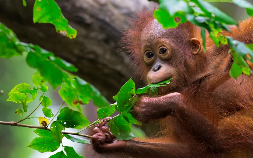 Borneo